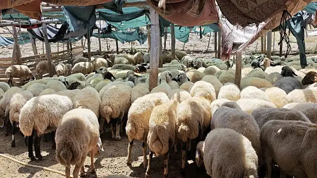 24 İlde Hayvan Pazarları Yeniden Açıldı