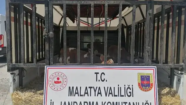 Hayvan Hırsızları Jandarma'dan Kaçamadı