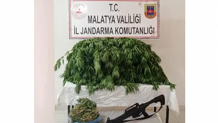 Akçadağ'da Yasadışı Kenevir Ekimine Jandarma Baskını