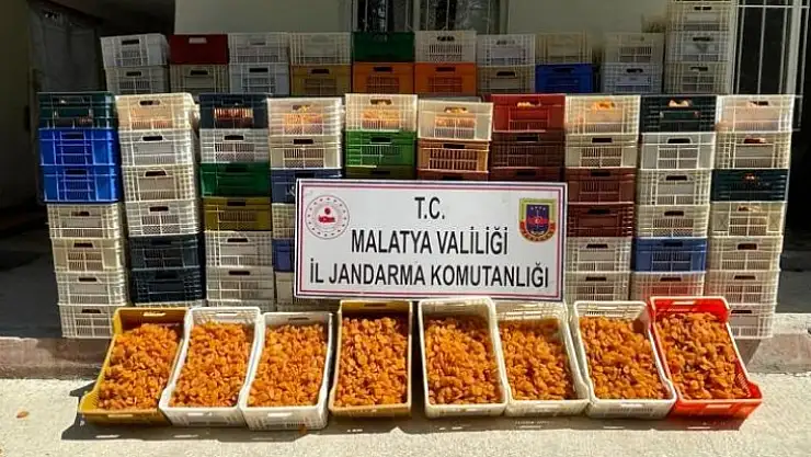 Akçadağ ve Yeşilyurt ilçesindeki Kayısı Hırsızlığı Olayı Jandarma Tarafından Aydınlatıldı