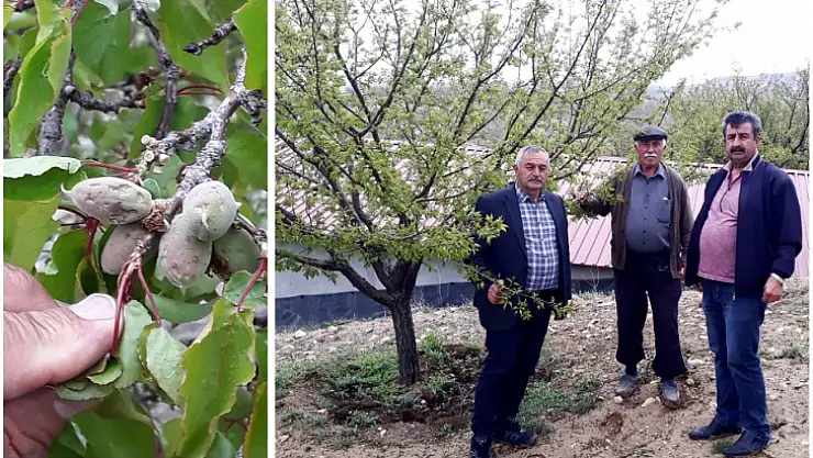 Akçadağ Ziraat Odası Kayısıdaki Hasarı İnceledi