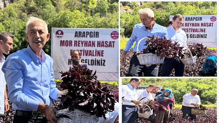 Arapgir'de Mor Reyhan Hasadı Coşkusu
