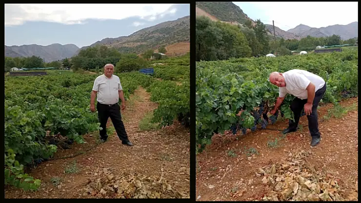 Ali Cengiz Arapgir Köhnü Üzümlerini İnceledi