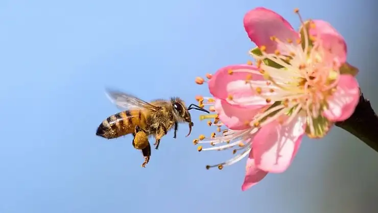 Arılar Yeni Tehditlerle Karşı Karşıya