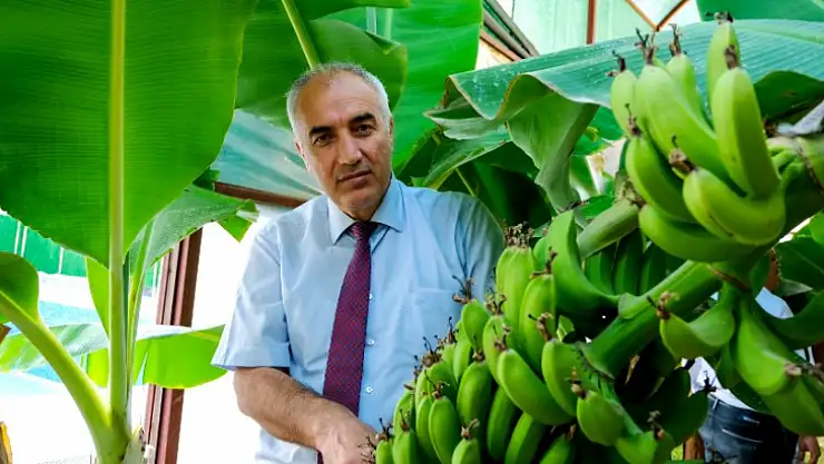 Battalgazi İlçesinde Muz Üretimi Gerçek Oldu