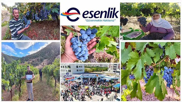 Coğrafi Belgeli Arapgir'in Meşhur Köhnü Üzümü Esenlik Süpermarketlerde