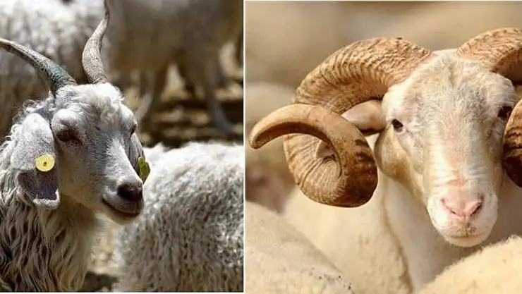 Damızlık Koç-Teke Alımına İlişkin Uygulama Esasları Tebliği Yayınlandı.