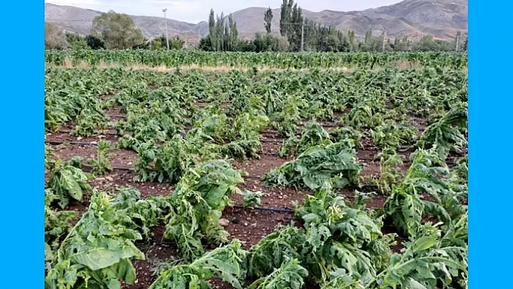 Doğanşehir İlçesinde Dolu Üreticiyi Vurdu