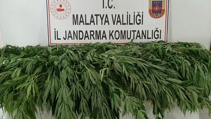 Doğanşehir ve Yeşilyurt İlçelerinde Kenevir Operasyonu