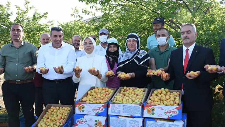 Dünyanın kayısı başkenti'nde hasat başladı