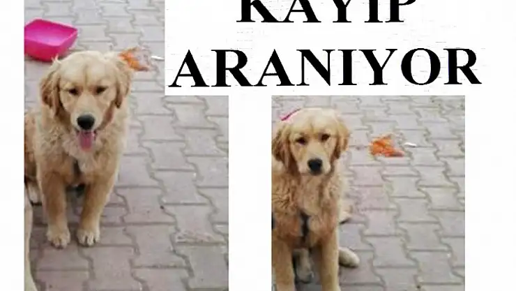 Golden Cinsi Köpek Kayıp Aranıyor!...