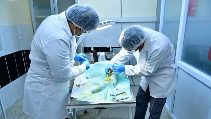 Kapıya Sıkışan Kediye Yeşilyurt Belediye Ekiplerinden Müdahele