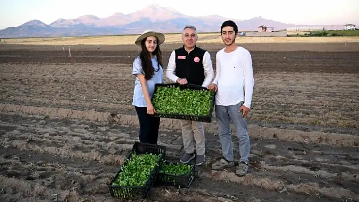 Kayseri Tarımı Emin Ellerde' Erciyes'in Eteğinde Marul Yetiştiriciliği'