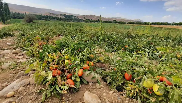 Kuluncak'ta Kuru Domates Mesaisi