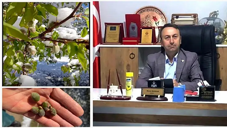 Maskar: Kayısı Üreticisi Can Çekişmektedir