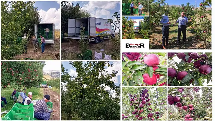 Meşhur Doğanşehir Elmaları Esenlik SüperMarket Tezgahlarında