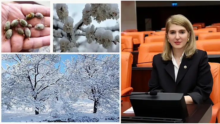Milletvekili Ölmeztoprak: Kayısı Üreticilerimiz İçin Ne Gerekiyorsa Yapılacak