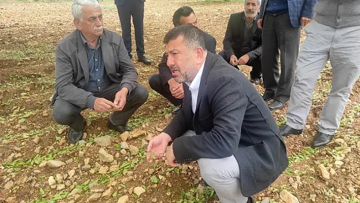 Mv. Ağbaba' Kayısıda Felaketler Peşpeşe Geldi. Üretici Perişan'