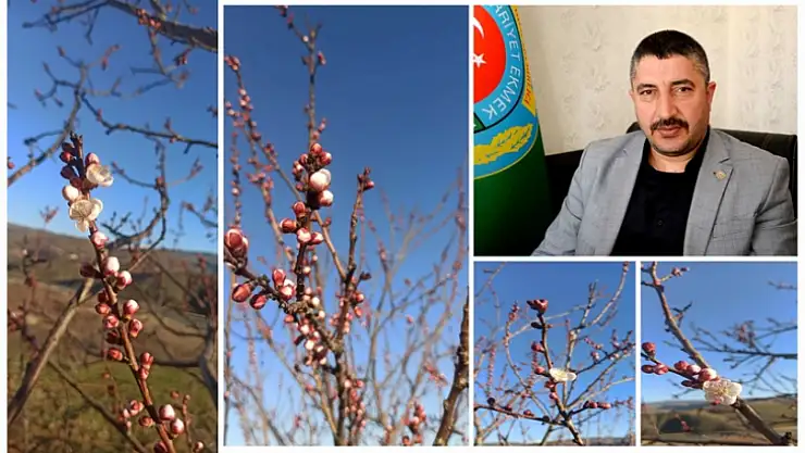Pütürge'de Kayısı Ağacı Çiçek Açtı