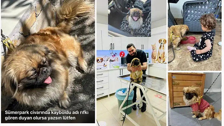 Sevimli Köpek Rıfkı'yı Kaçırdılar