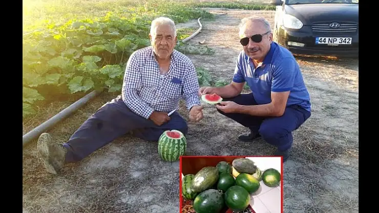 Siyah Karpuz'da Hasat Zamanı