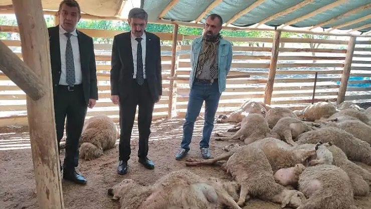 Yazıhan'da Kurt Sürüye Daldı 42 Hayvan Telef Oldu
