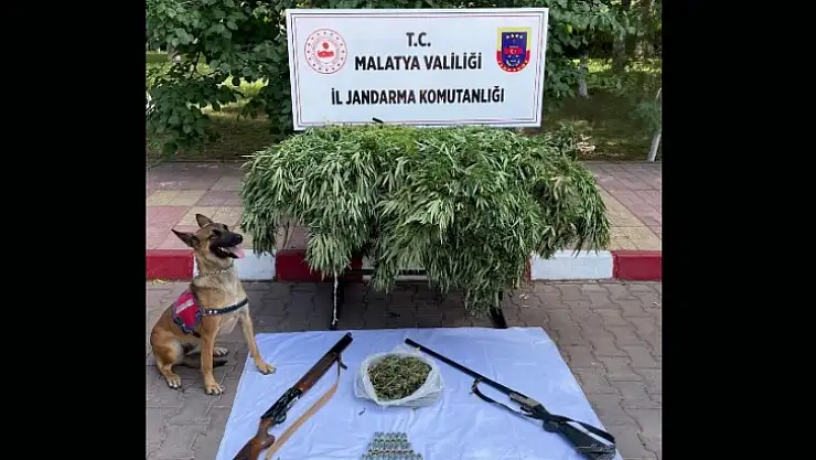 Yeşilyurt Kuşdoğan Mah. Yasadışı Kenevir Ekimine Jandarma Baskını