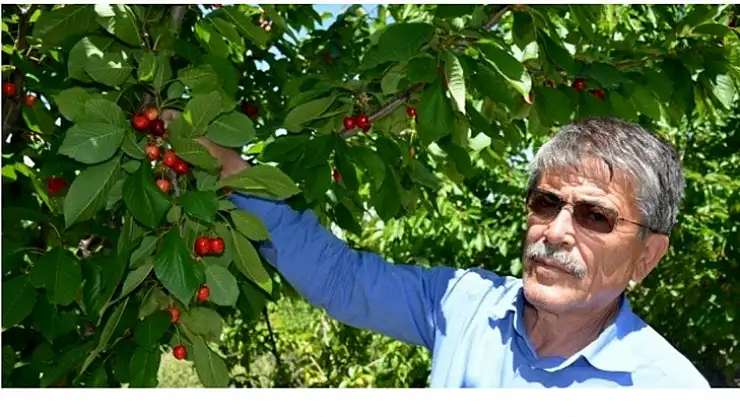 Yeşilyurt Ziraat Odasından Uyarı' Kiraz Sineğine Dikkat'