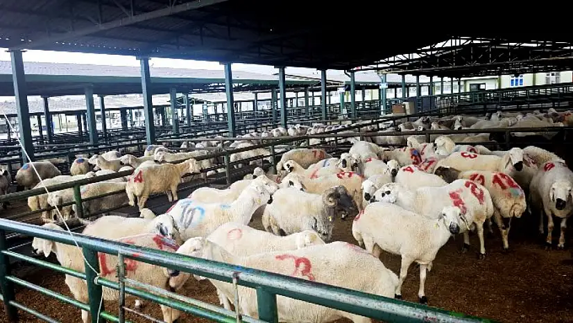 Canlı Hayvan Pazarı Geçici Süreyle Kapatıldı