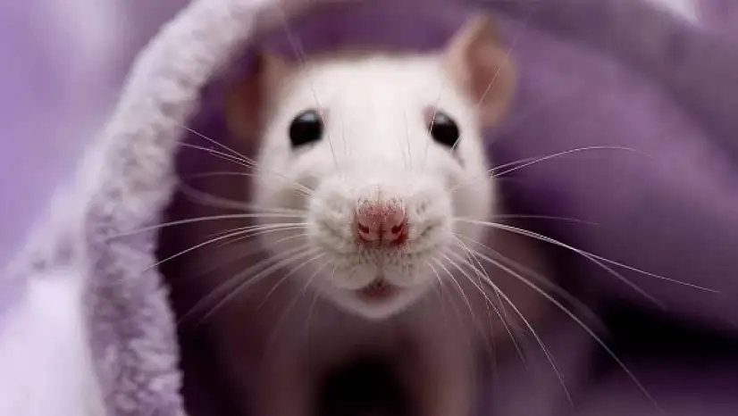 Fareler Şehri Ele Geçiriyor